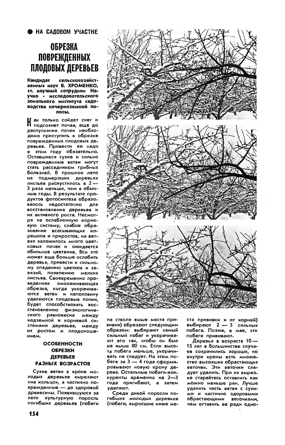 В. ХРОМЕНКО, канд. с.-х. наук — Обрезка поврежденных плодовых деревьев