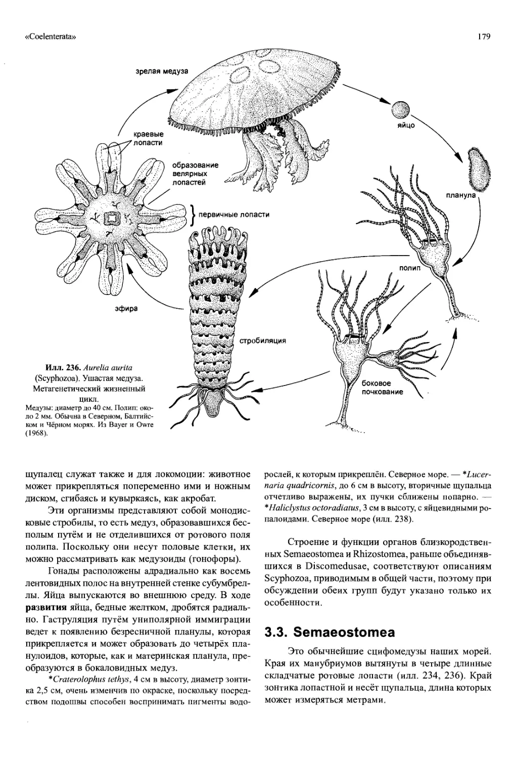 Жизненный цикл медузы Аурелии