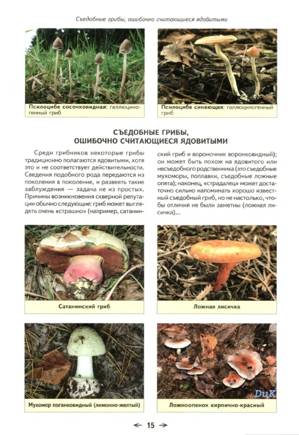 Съедобные грибы, ошибочно считающиеся ядовитыми