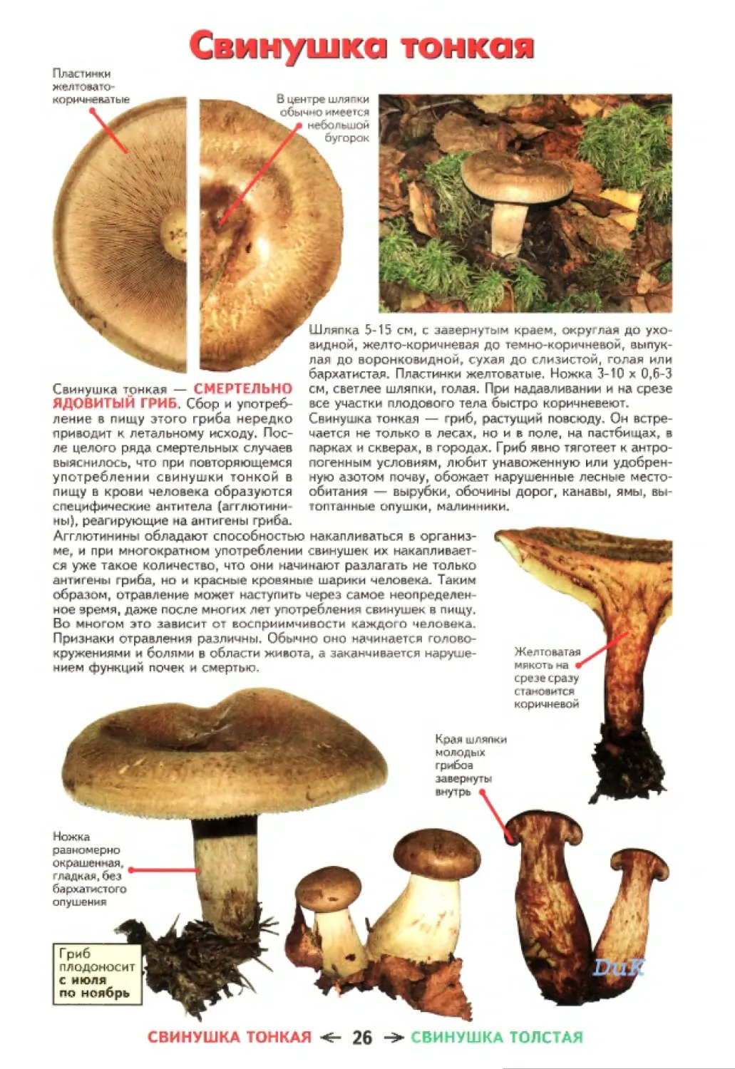 Свинушка толстая гриб описание