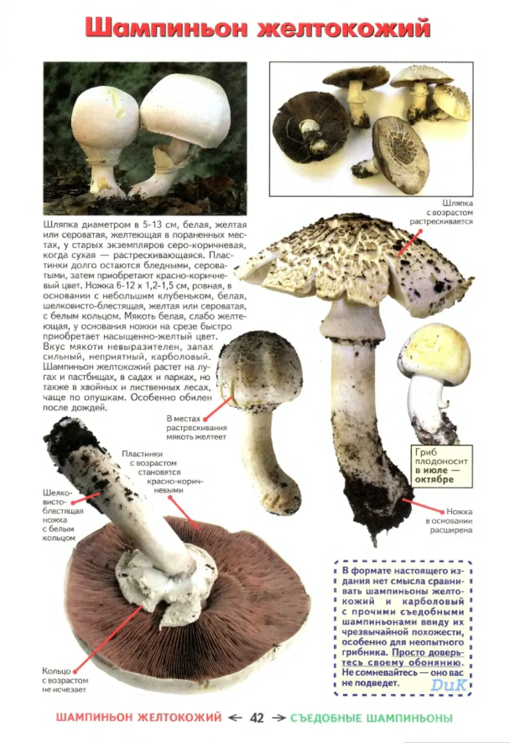 Съедобные грибы и ядовитые грибы двойники