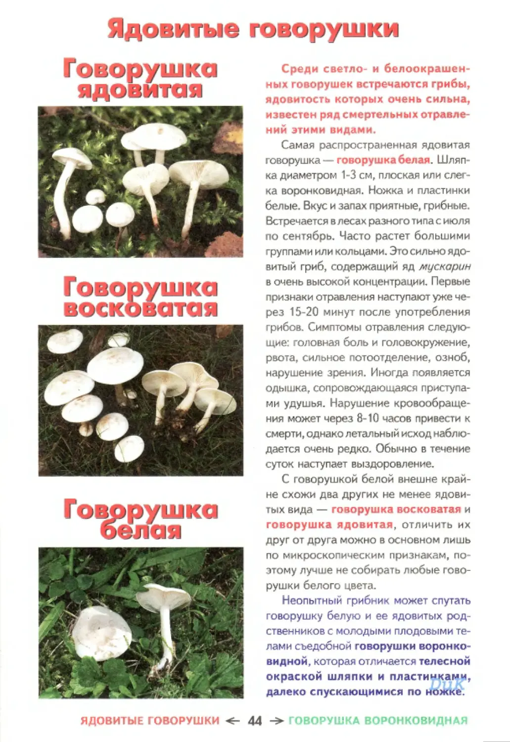 Съедобные грибы и их несъедобные двойники