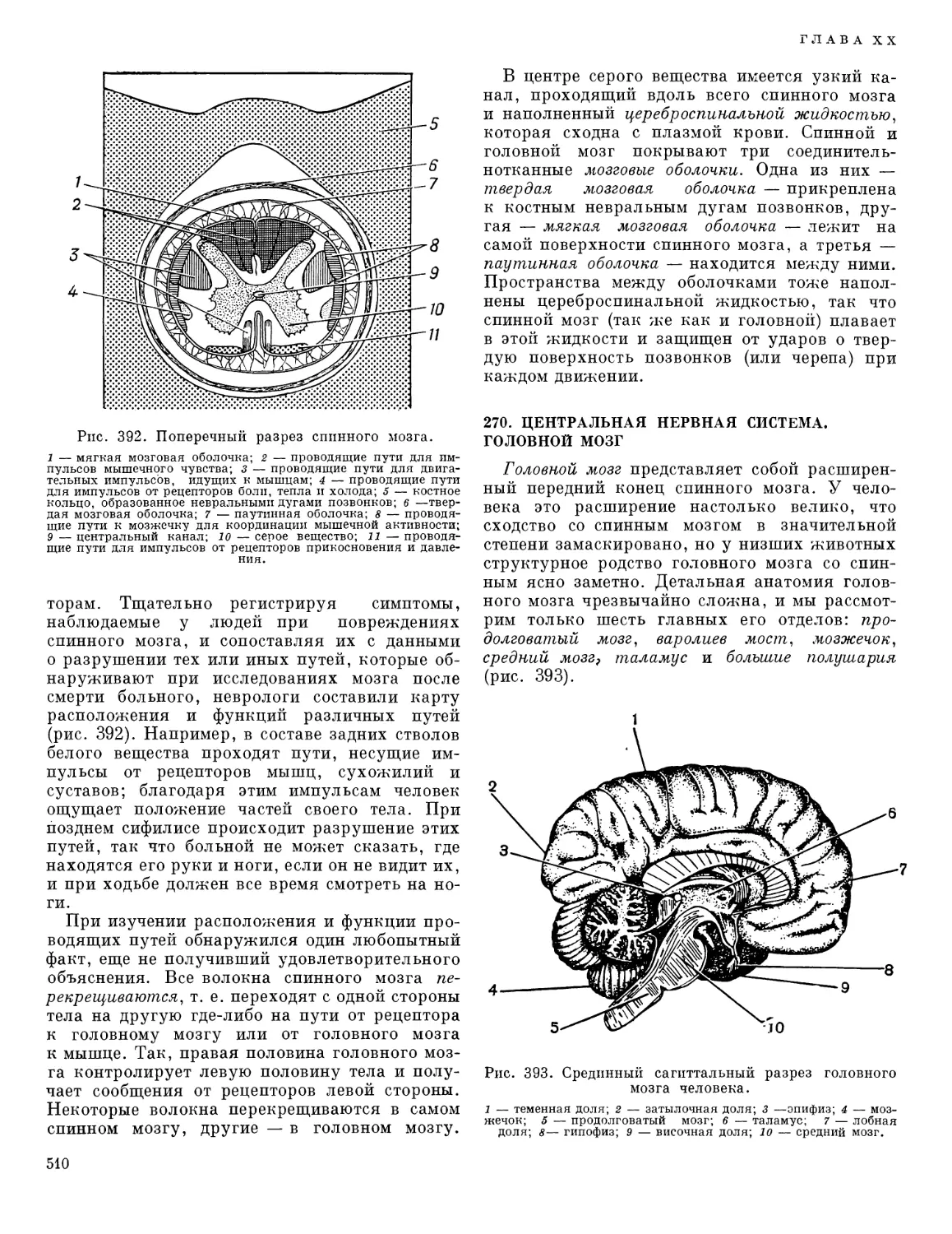 270. Центральная нервная система. Головной мозг