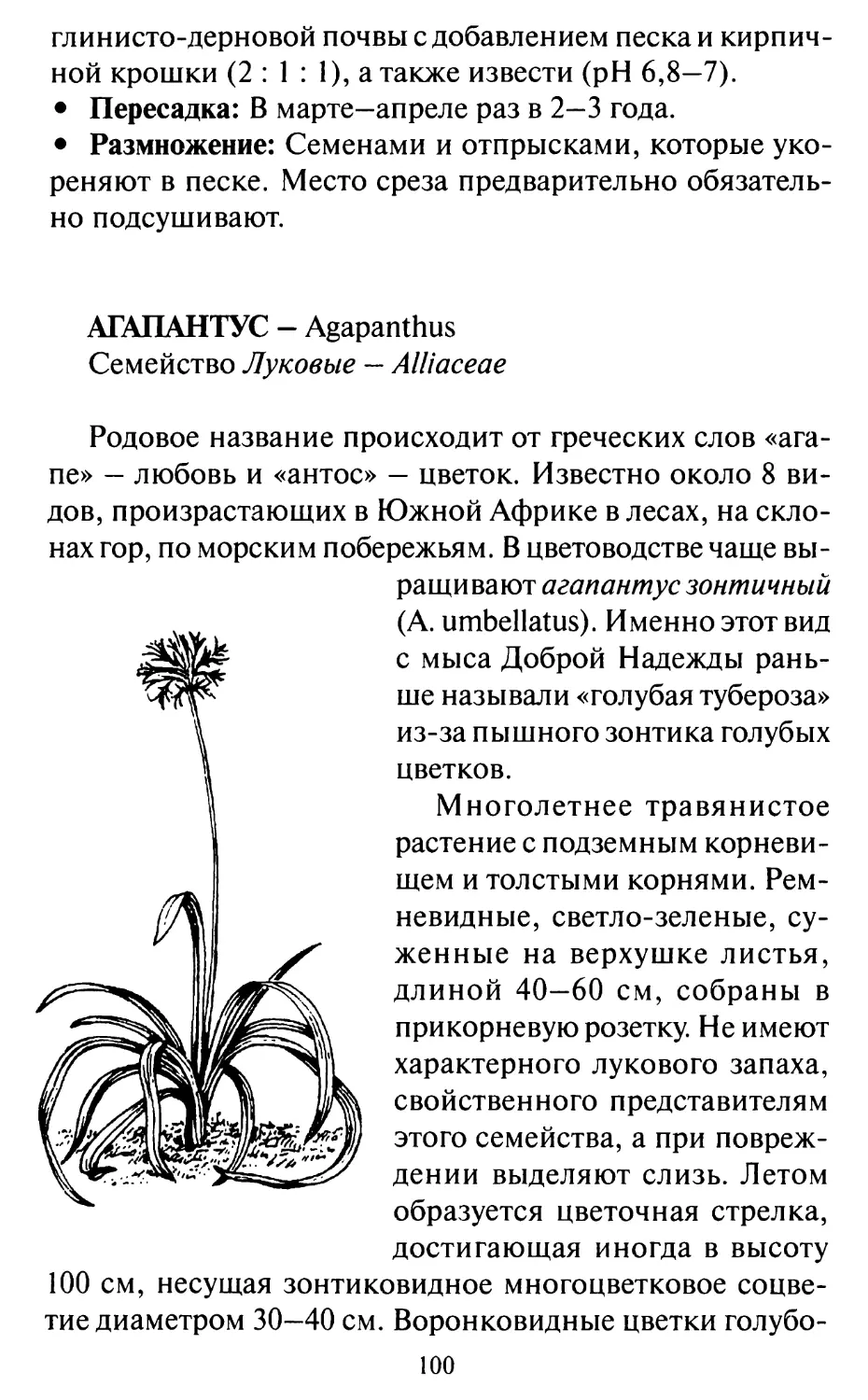 Агапантус - Agapanthus