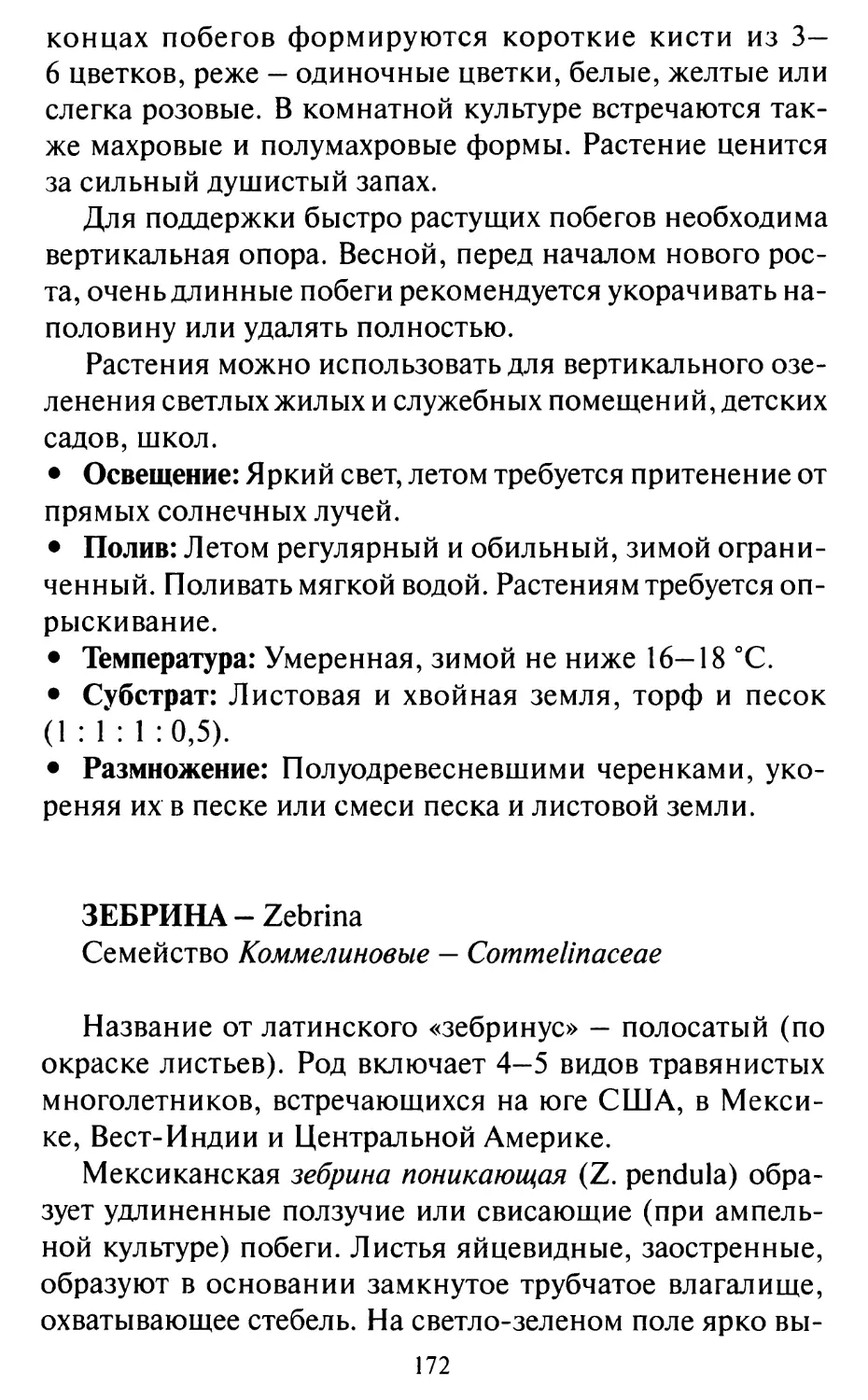 Зебрина - Zebrina