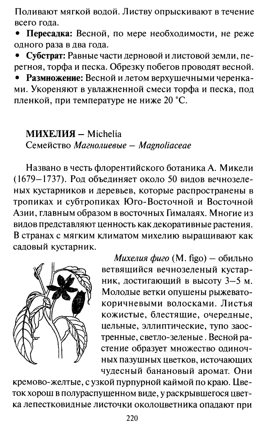 Михелия - Michelia