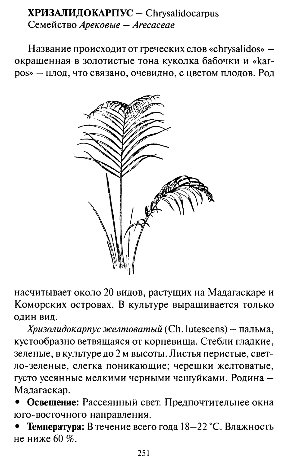Хризалидокарпус - Chrysalidocarpus