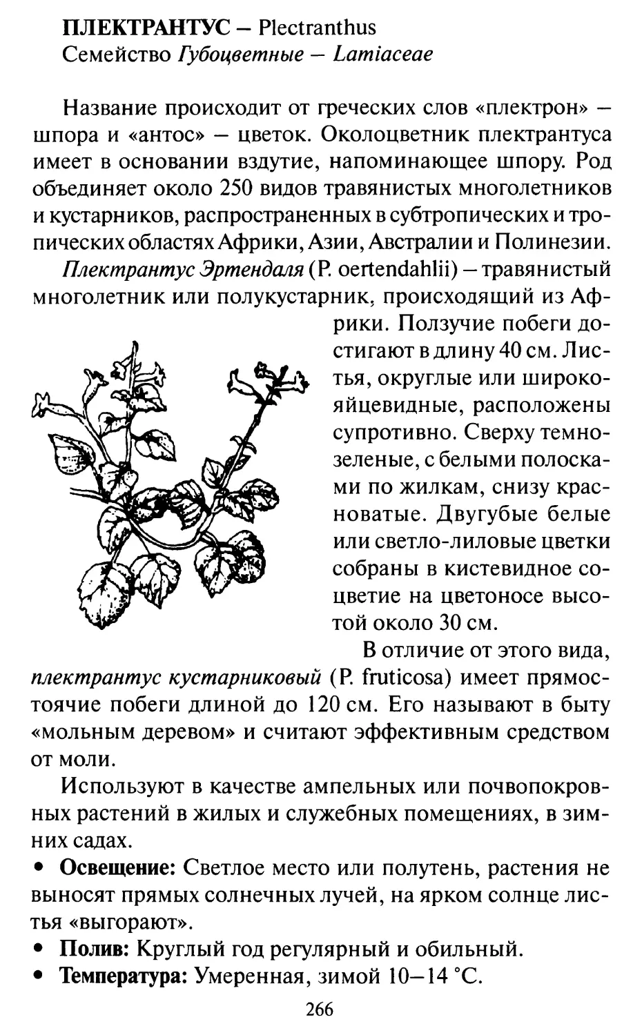 Плектрантус — Plectranthus
