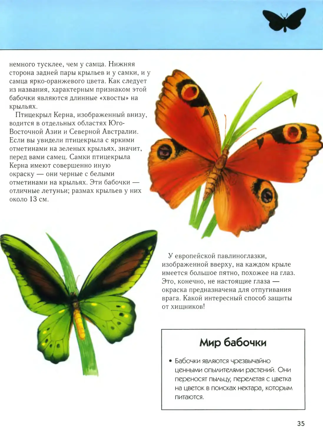 Бабочки с описанием и названием