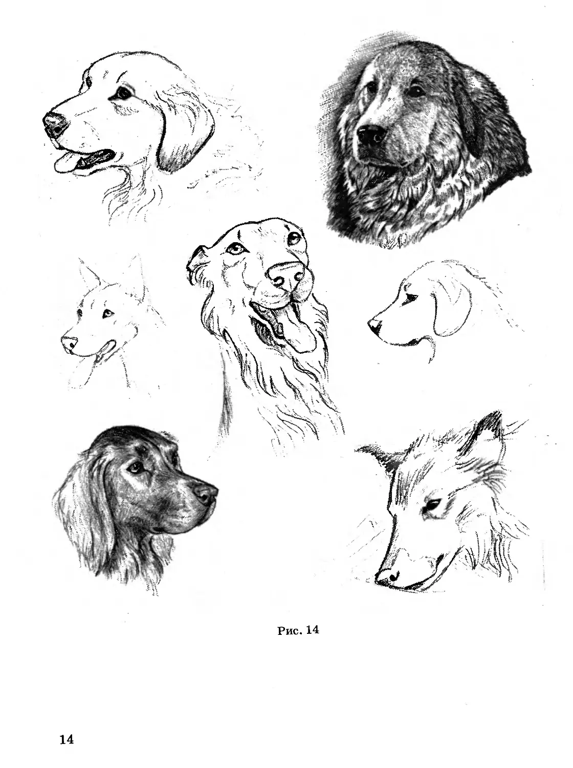 картинки пород собак для срисовки