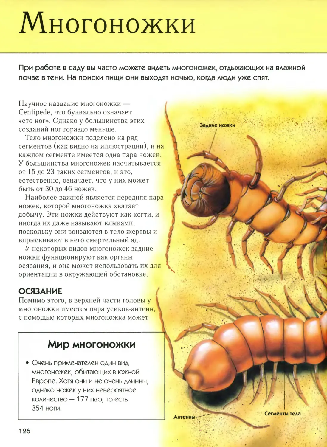 Вред сороконожек. Многоножки строение тела. Многоножки классификация. Класс многоножки. Строение сороконожки.