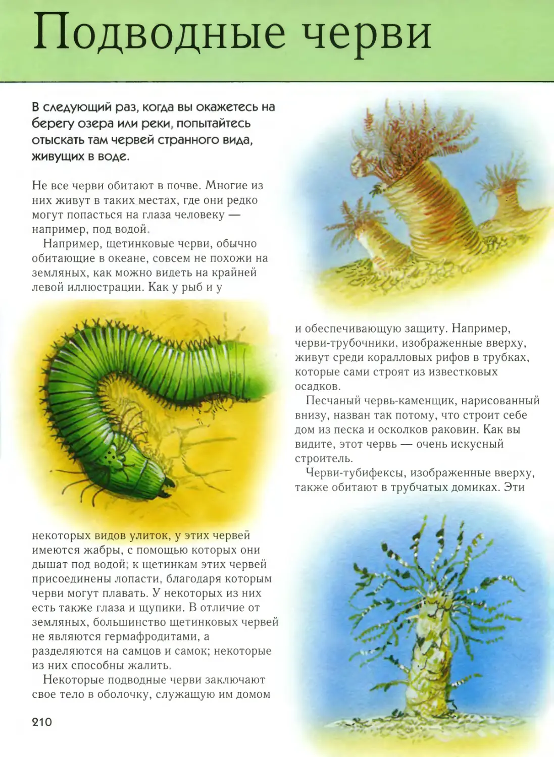 • Подводные черви