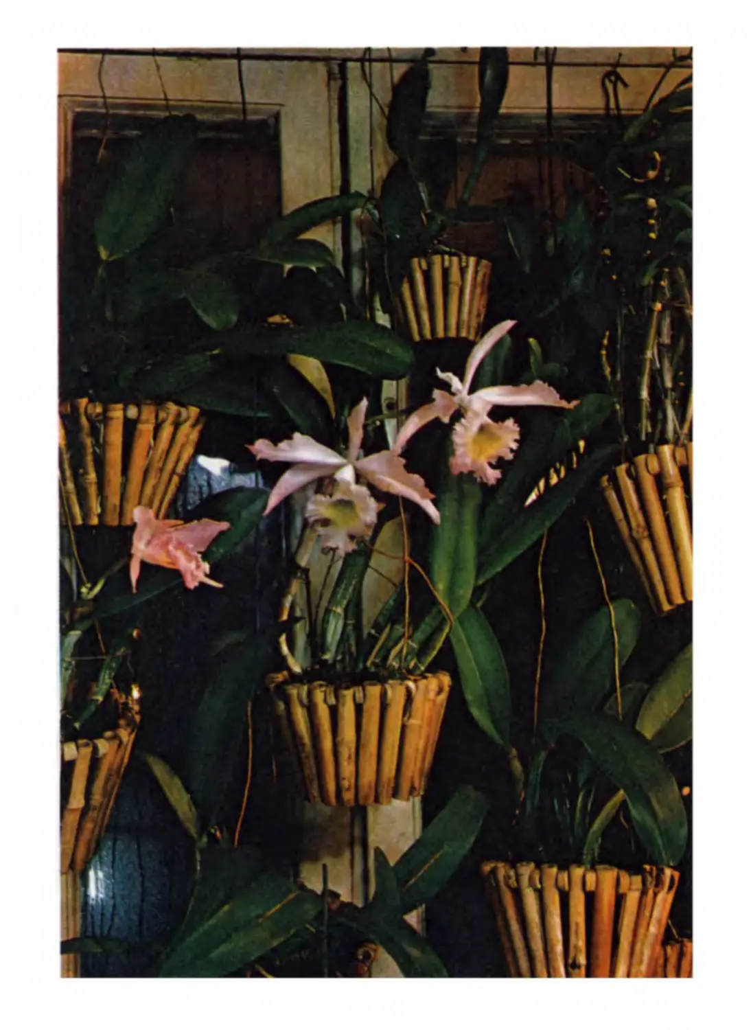 Коллекция орхидей на окне жилой комнаты