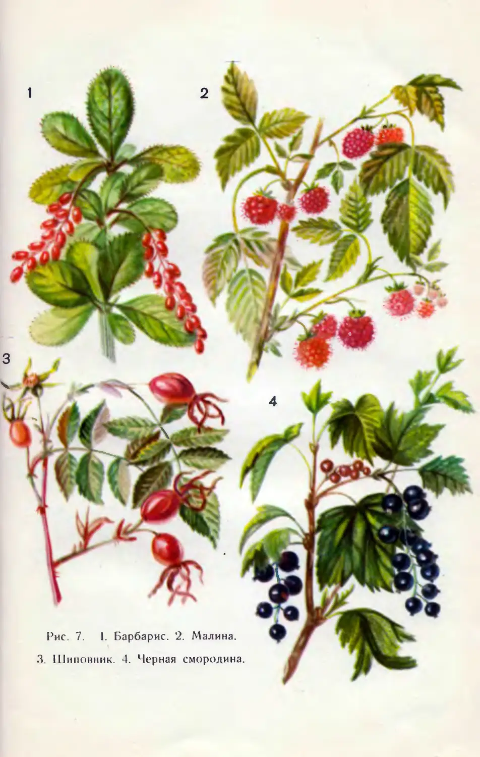 Рисунки кустарников с ягодами