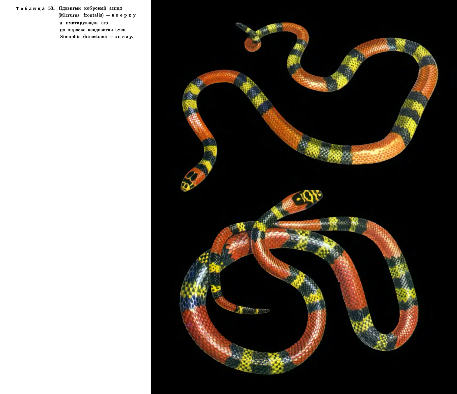 53. Ядовитый кобровый аспид и неядовитая змея Simophis 
        rhinostoma