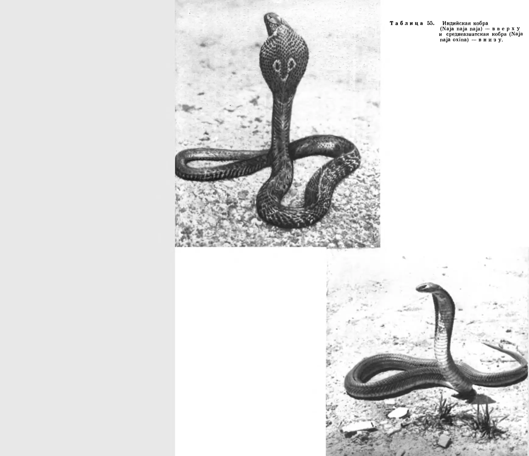 55. Индийская кобра и среднеазиатская кобра