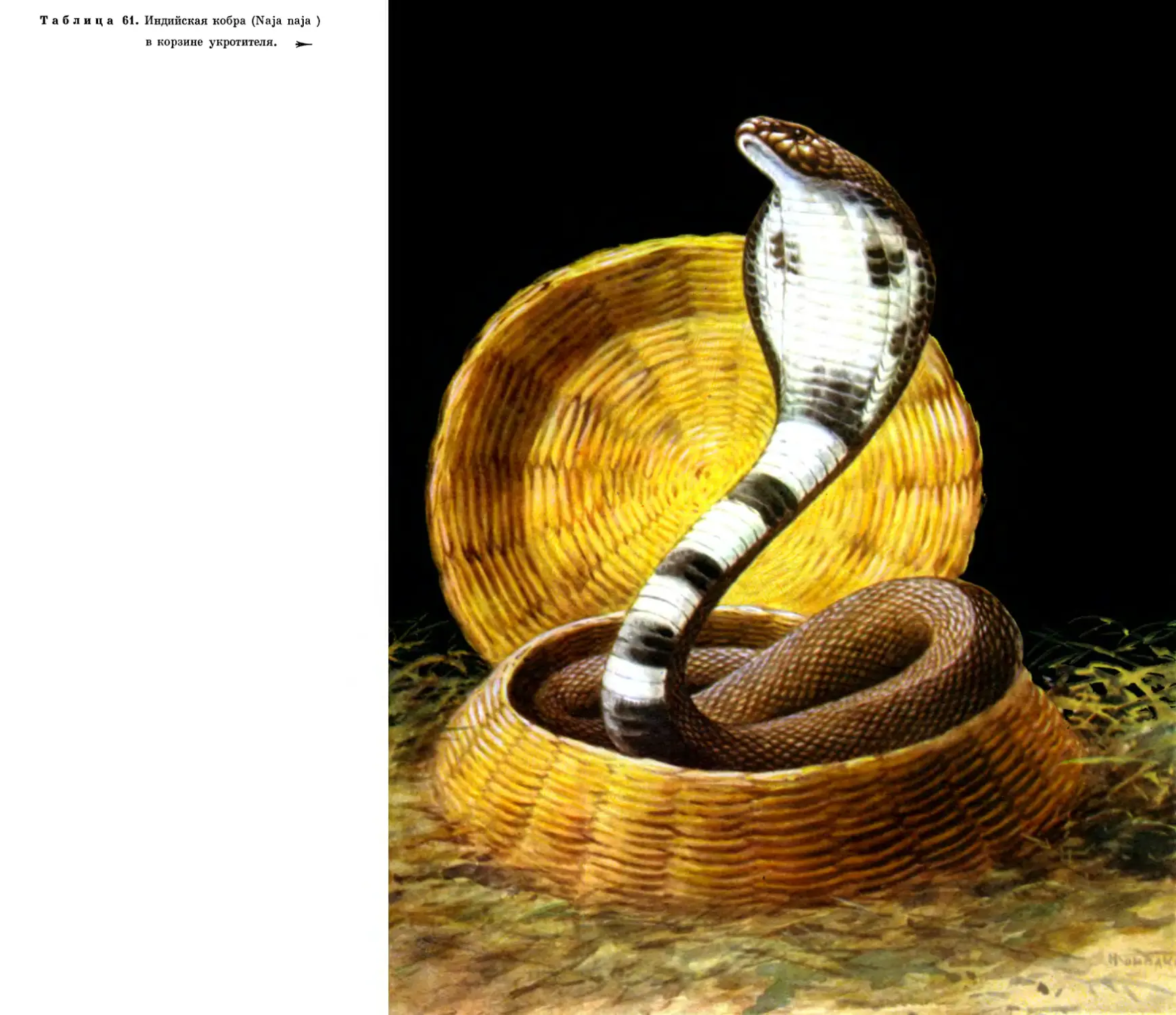 61. Индийская кобра в корзине укротителя.