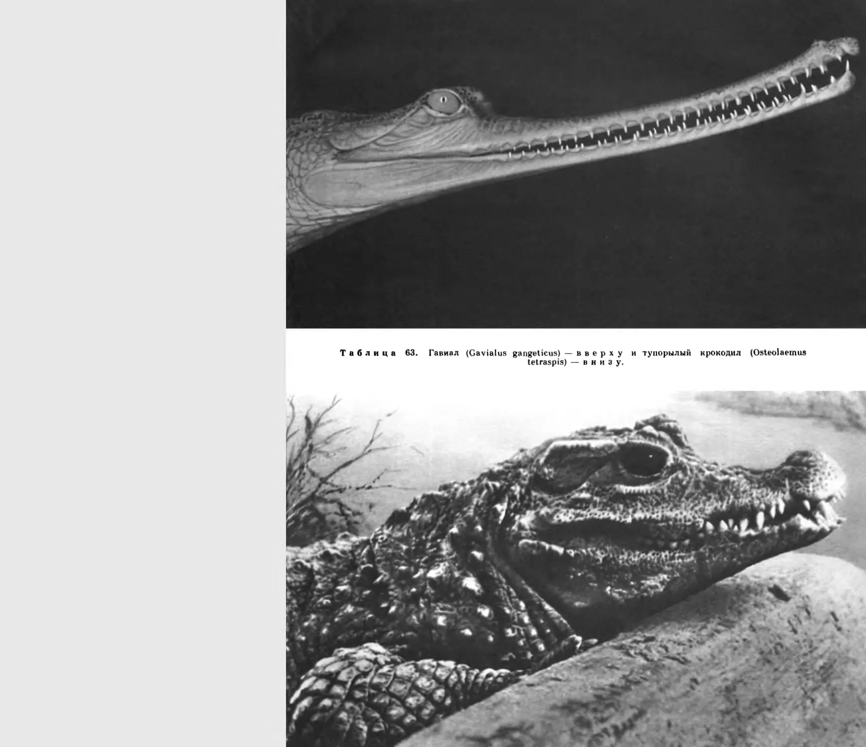 63. Гавиал и тупорылый крокодил