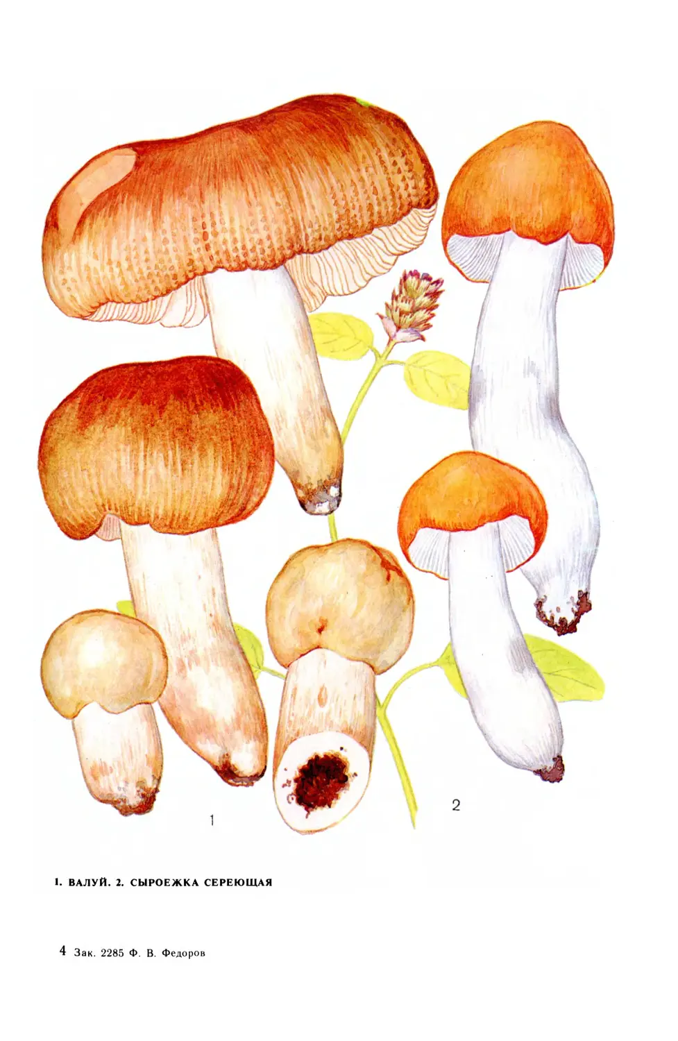 Кульбаки грибы