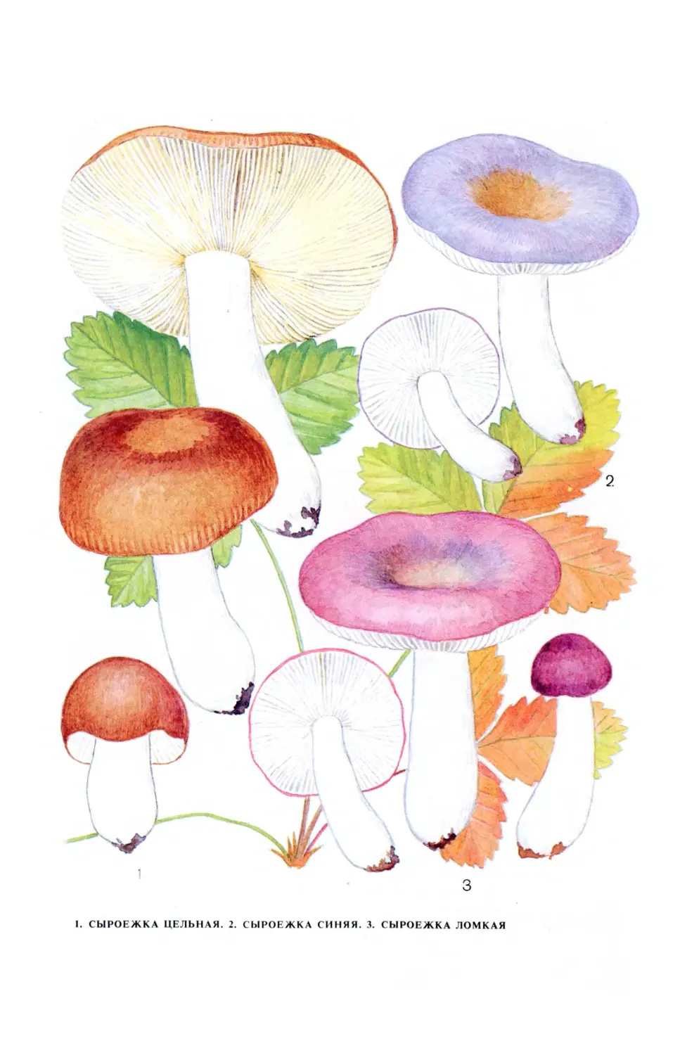 Рисование гриб сыроежка