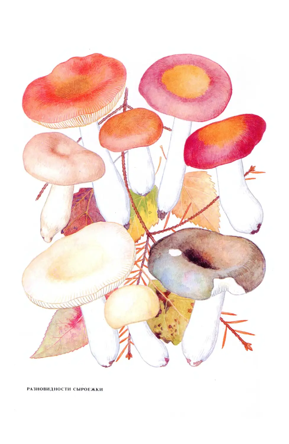 Сыроежка гриб