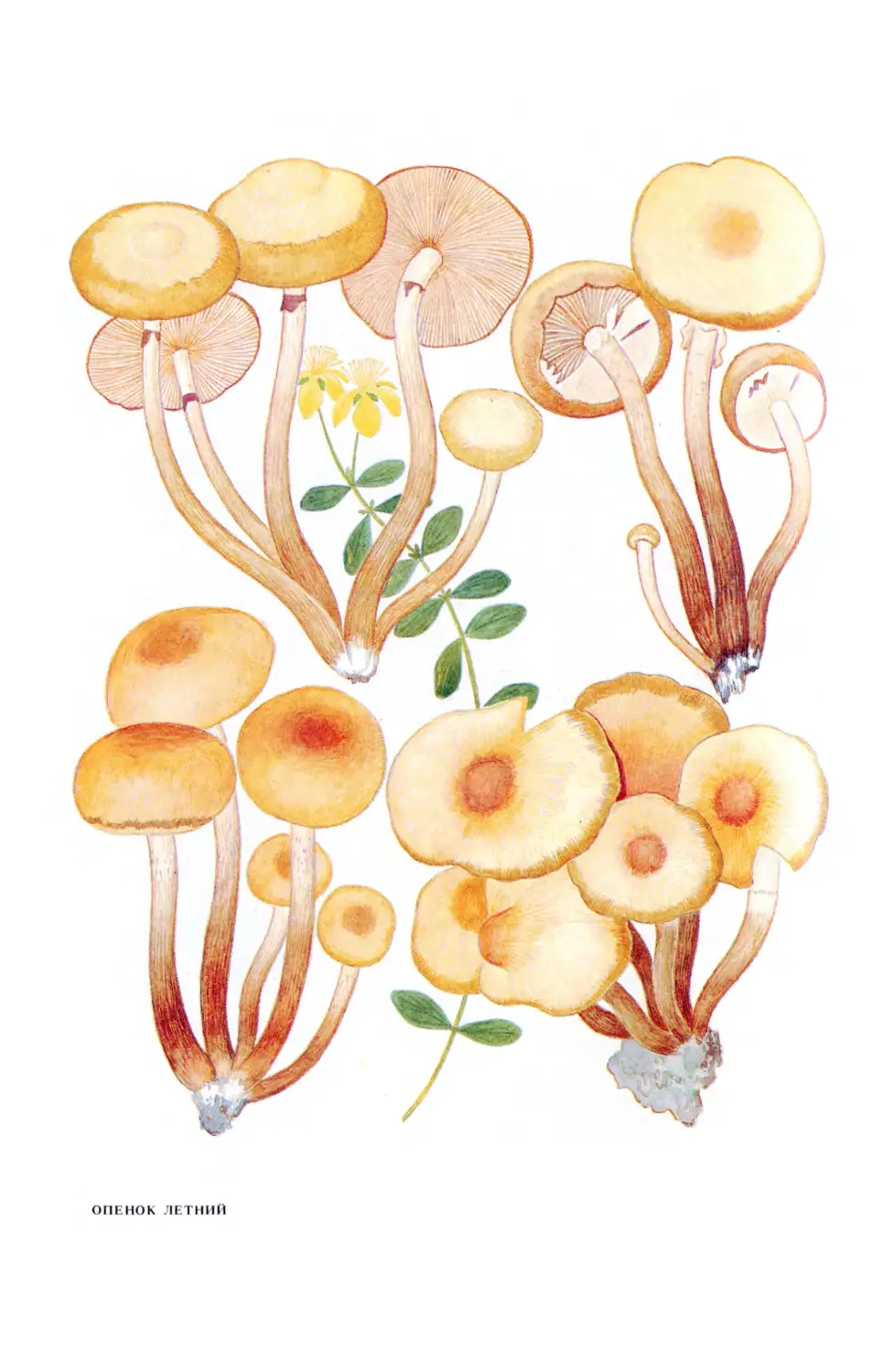 Рисунок гриба опенок осенний