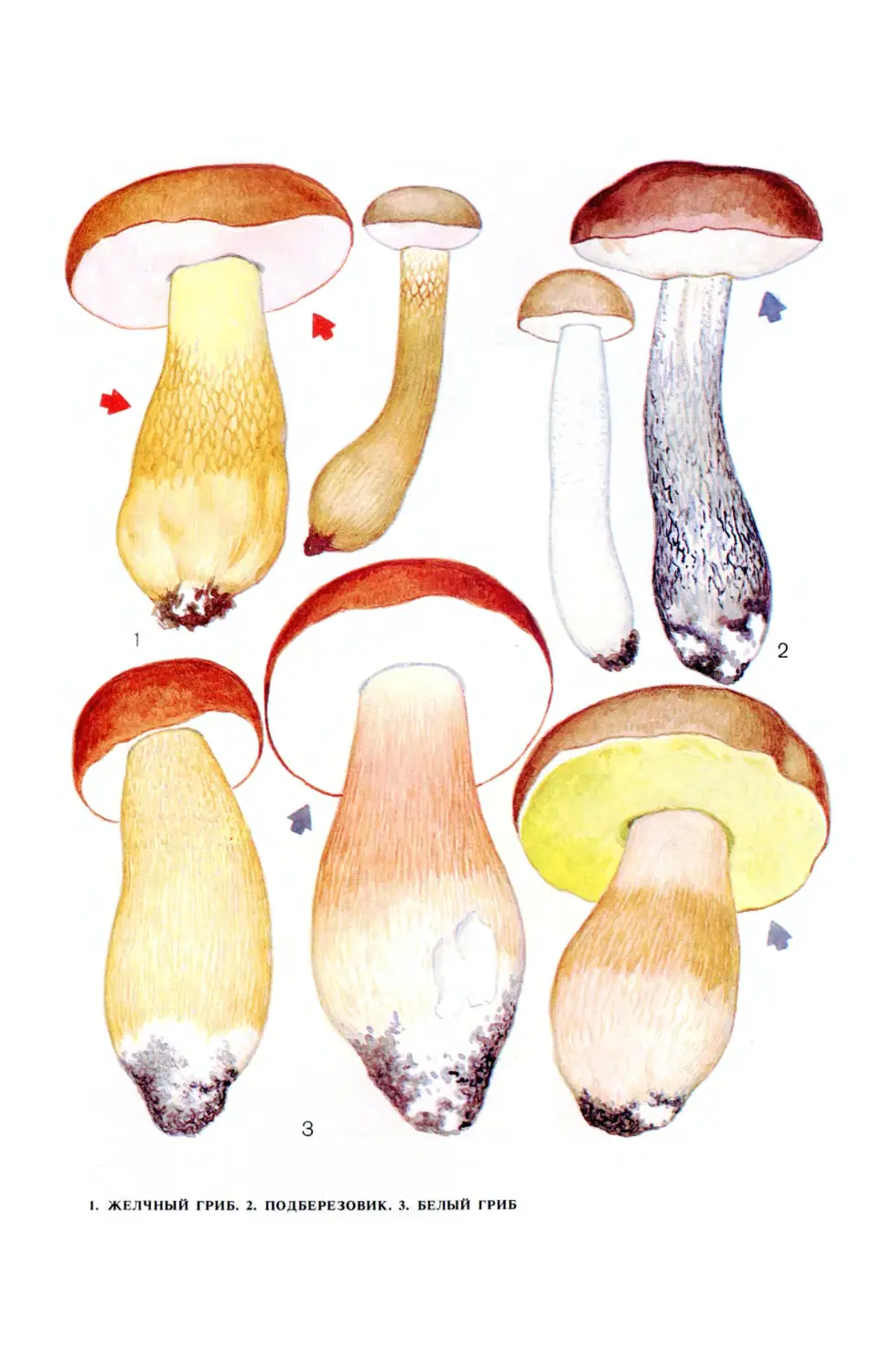 желчный гриб картинки для детей