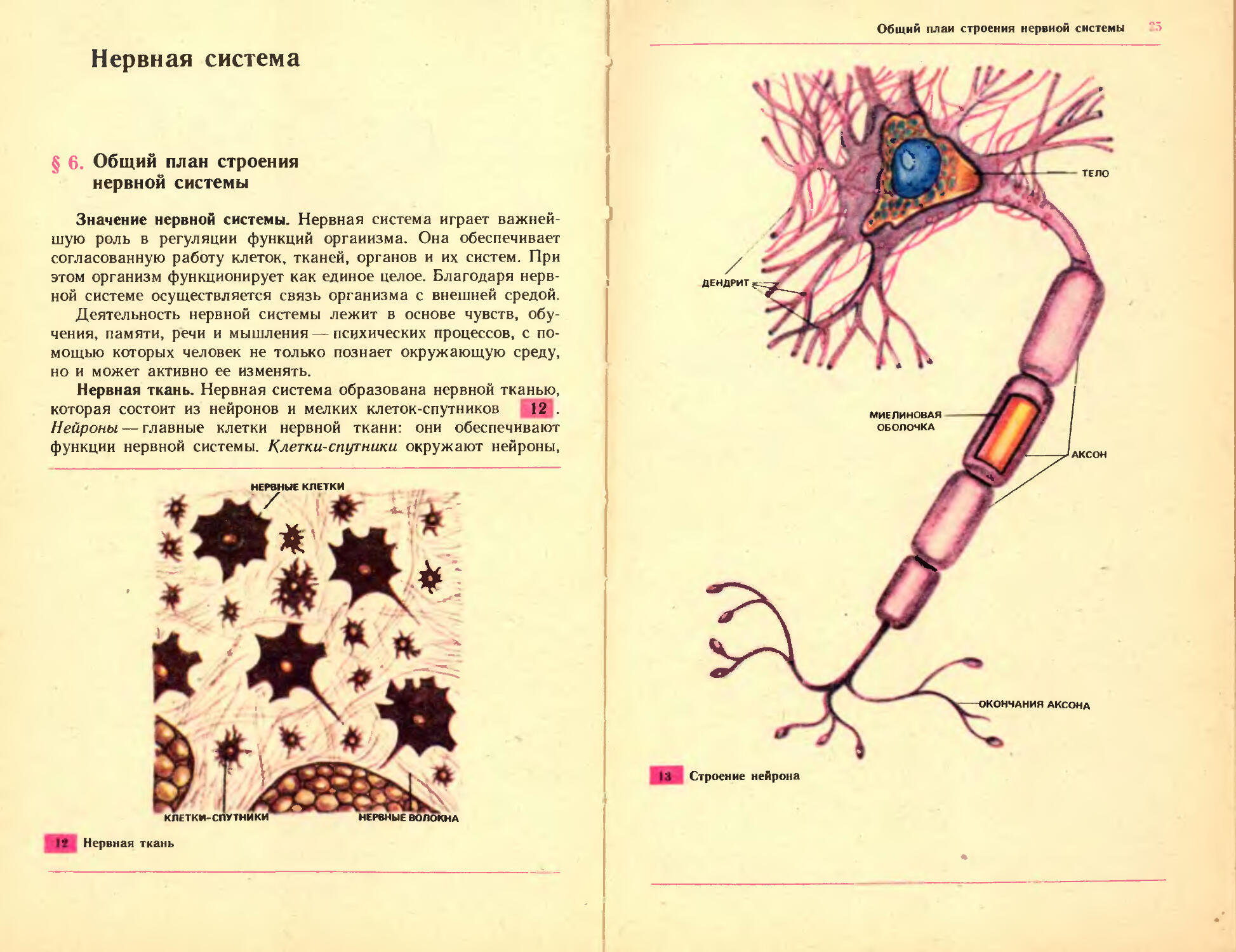 Учебник биологии анатомия