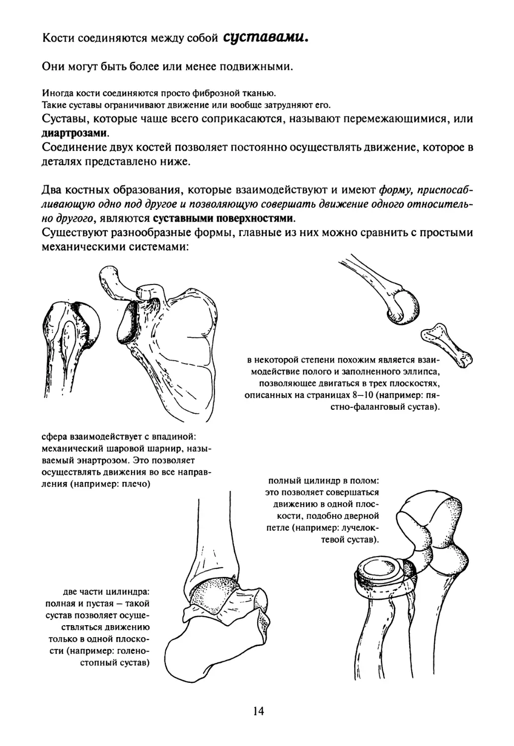 Расстояние между костями. Кости соединяются между собой. Чем связаны кости между собой. Между собой кости соединены. Что связывает кости между собой.