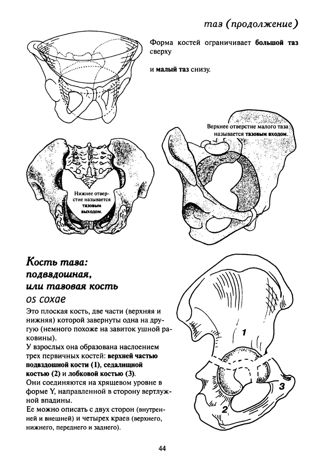 Функции малого таза. Кости таза большой таз малый таз. Большой таз и малый таз анатомия. Кости образующие большой и малый таз. Большой и малый таз строение.