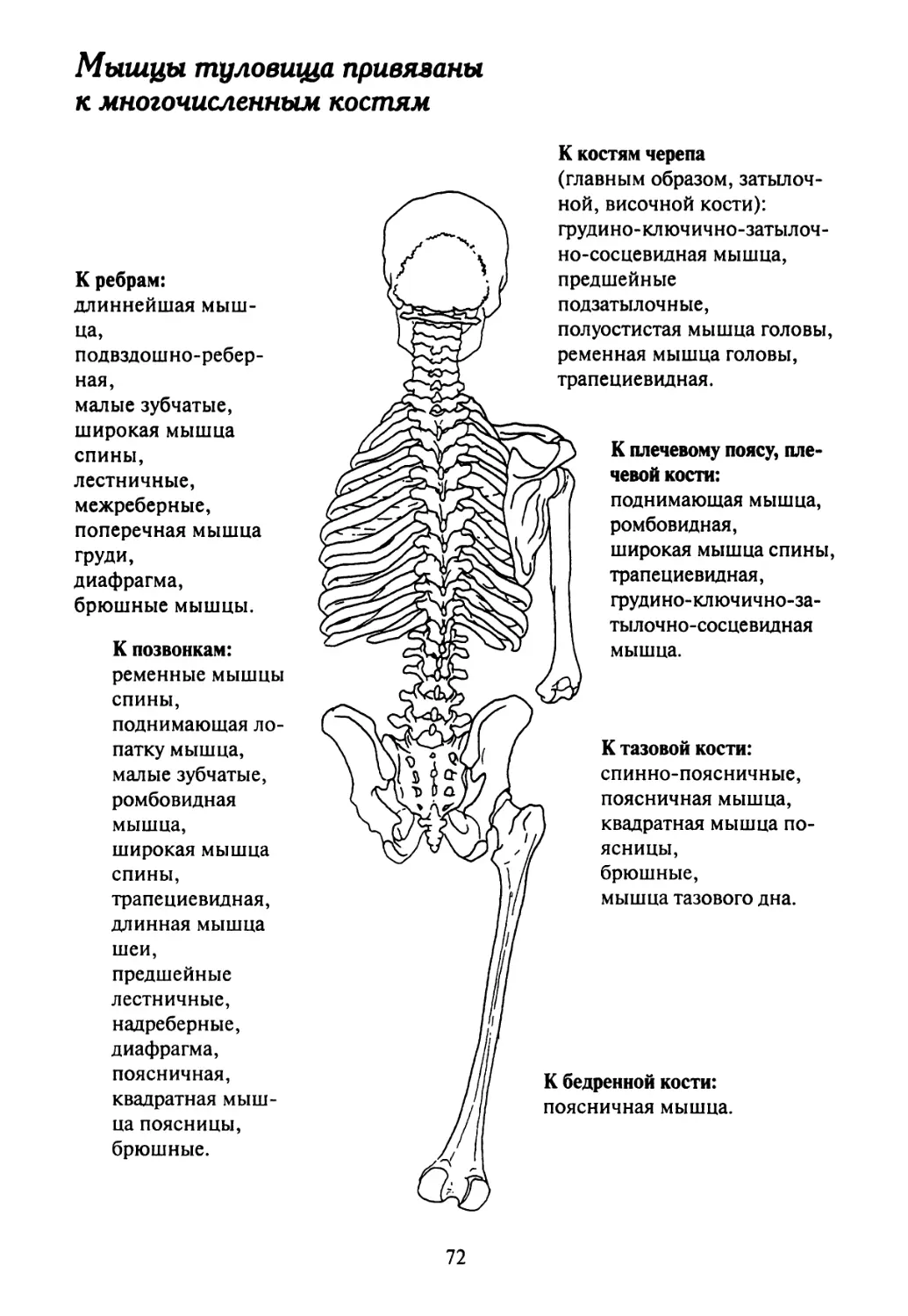 Полуостистая мышца