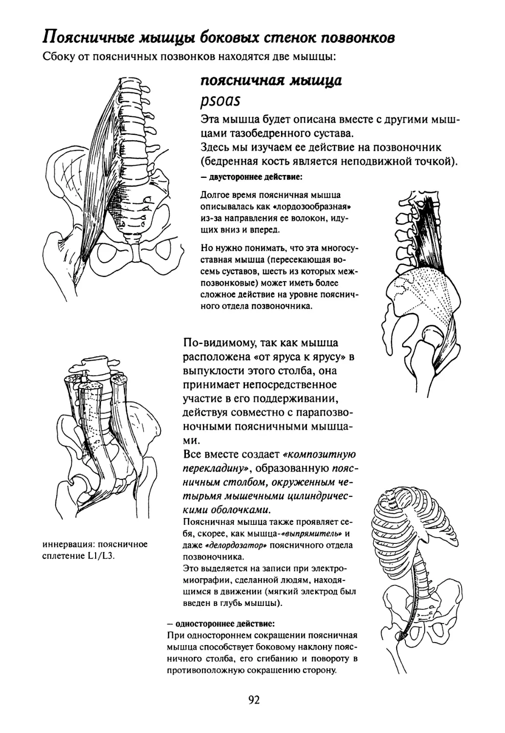 Квадратная мышца поясницы иннервация