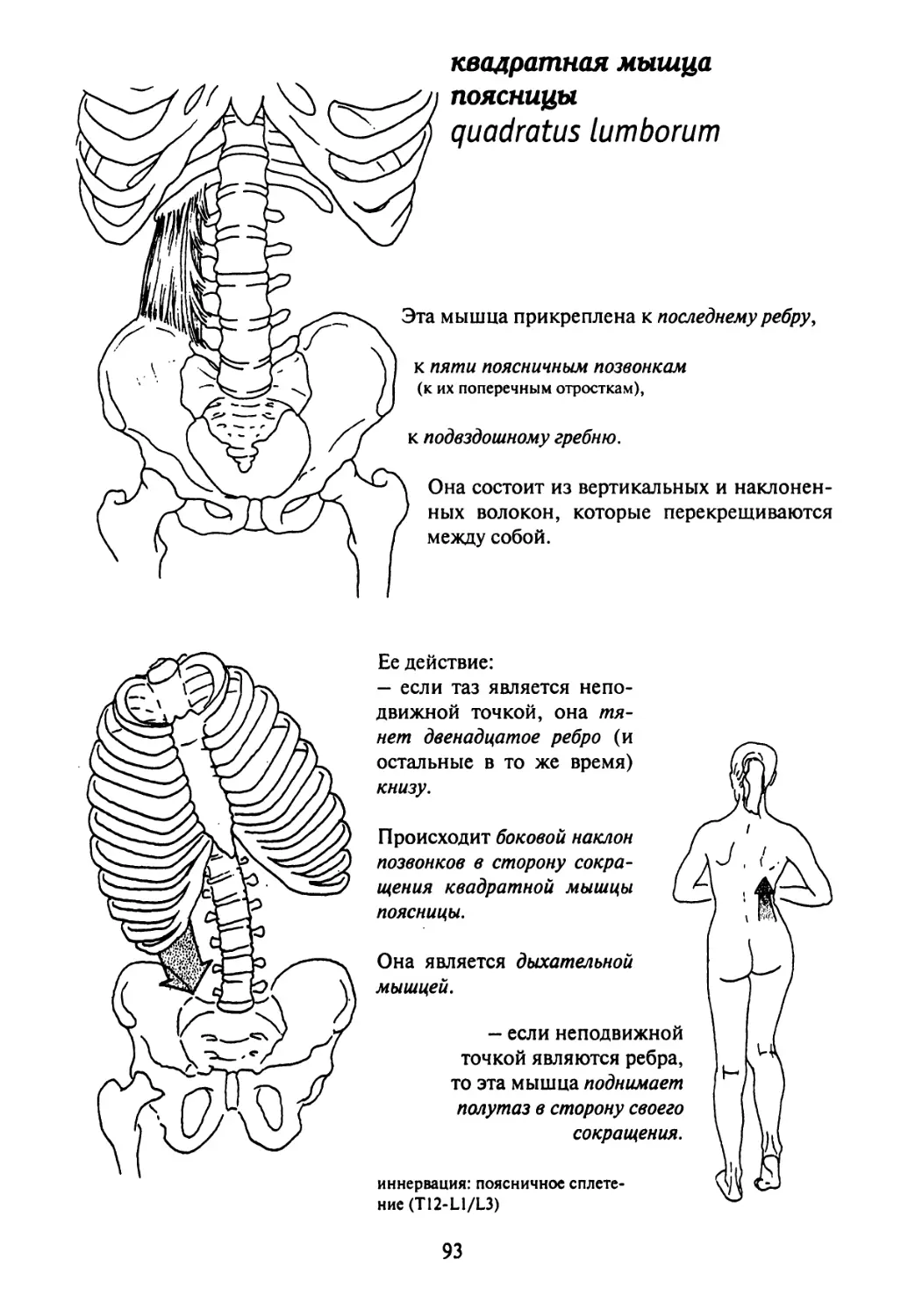 Квадратная мышца поясницы и большая поясничные мышцы