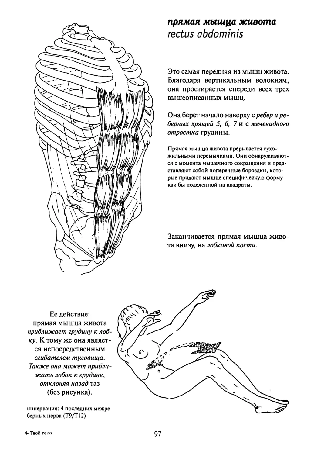 Упражнения для брюшной наружной мышцы живота