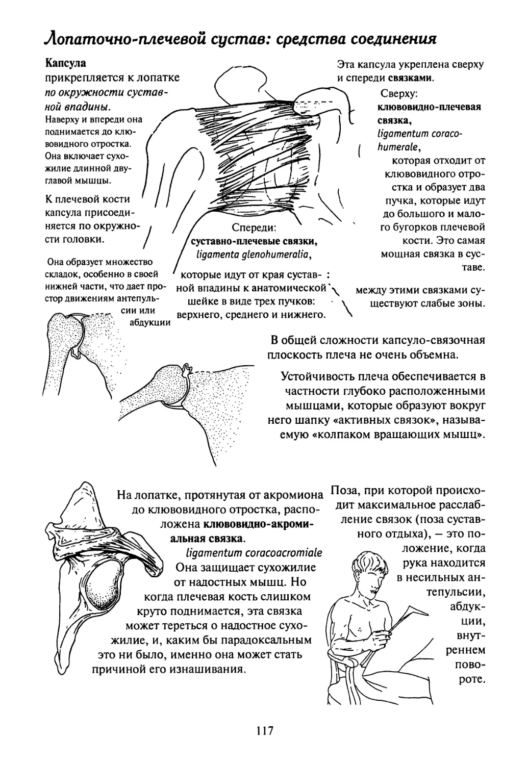 Плечевой сустав классификация
