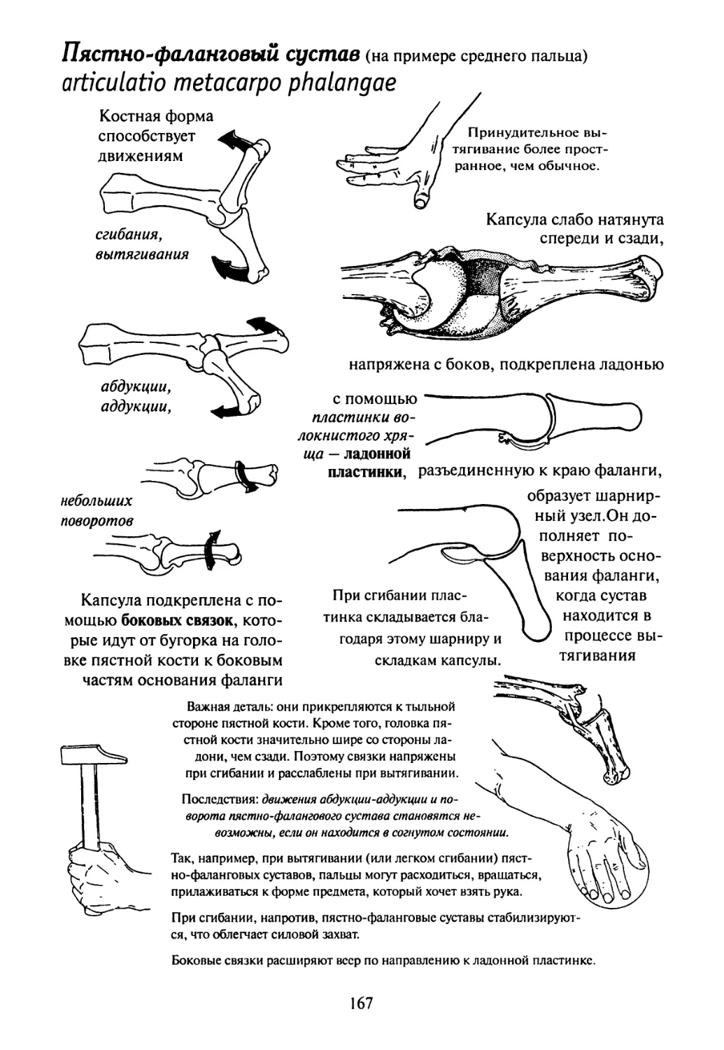 Первый сустав. Пястно фаланговый сустав форма. Строение пястно фалангового сустава. Повреждение связок пястно-фалангового сустава. Пястно фаланговый сустав 1 пальца руки.