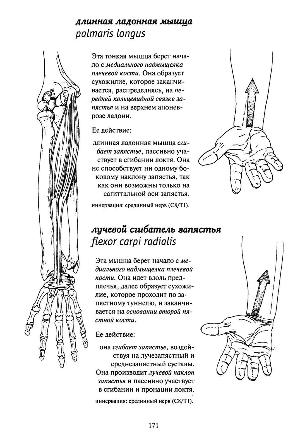 Медиальному надмыщелку кости