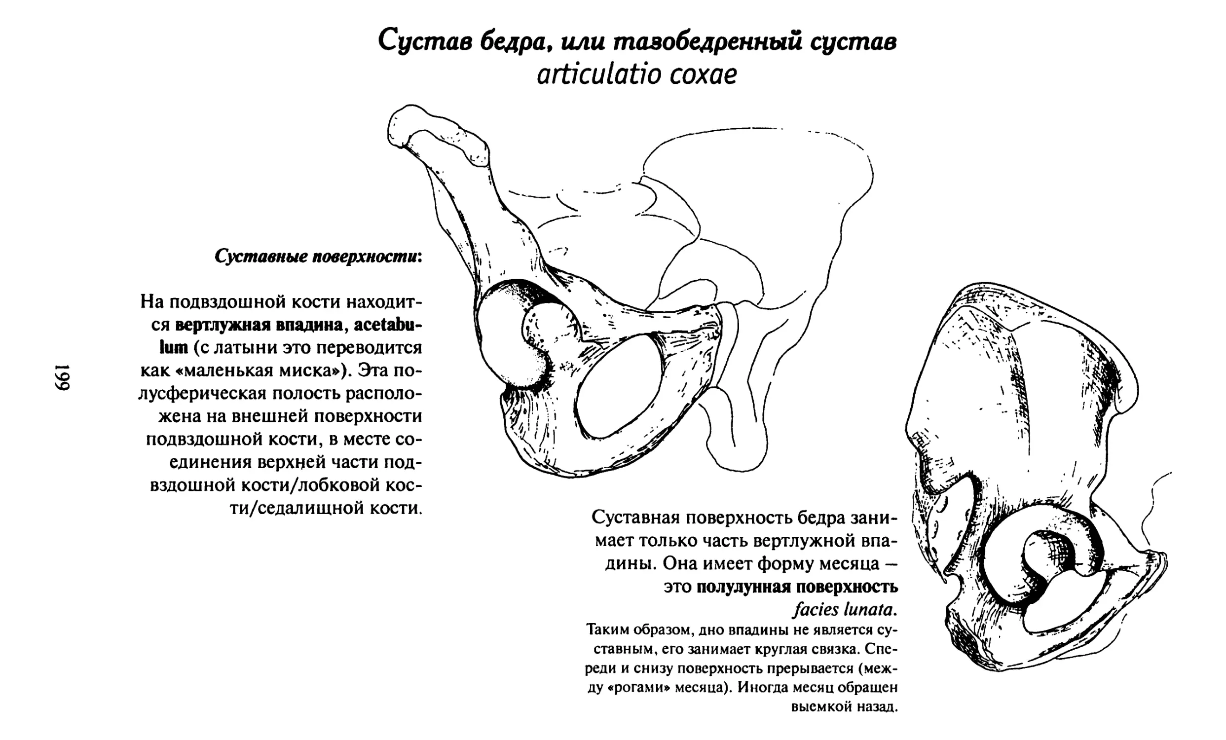 Вертлужная впадина бедра