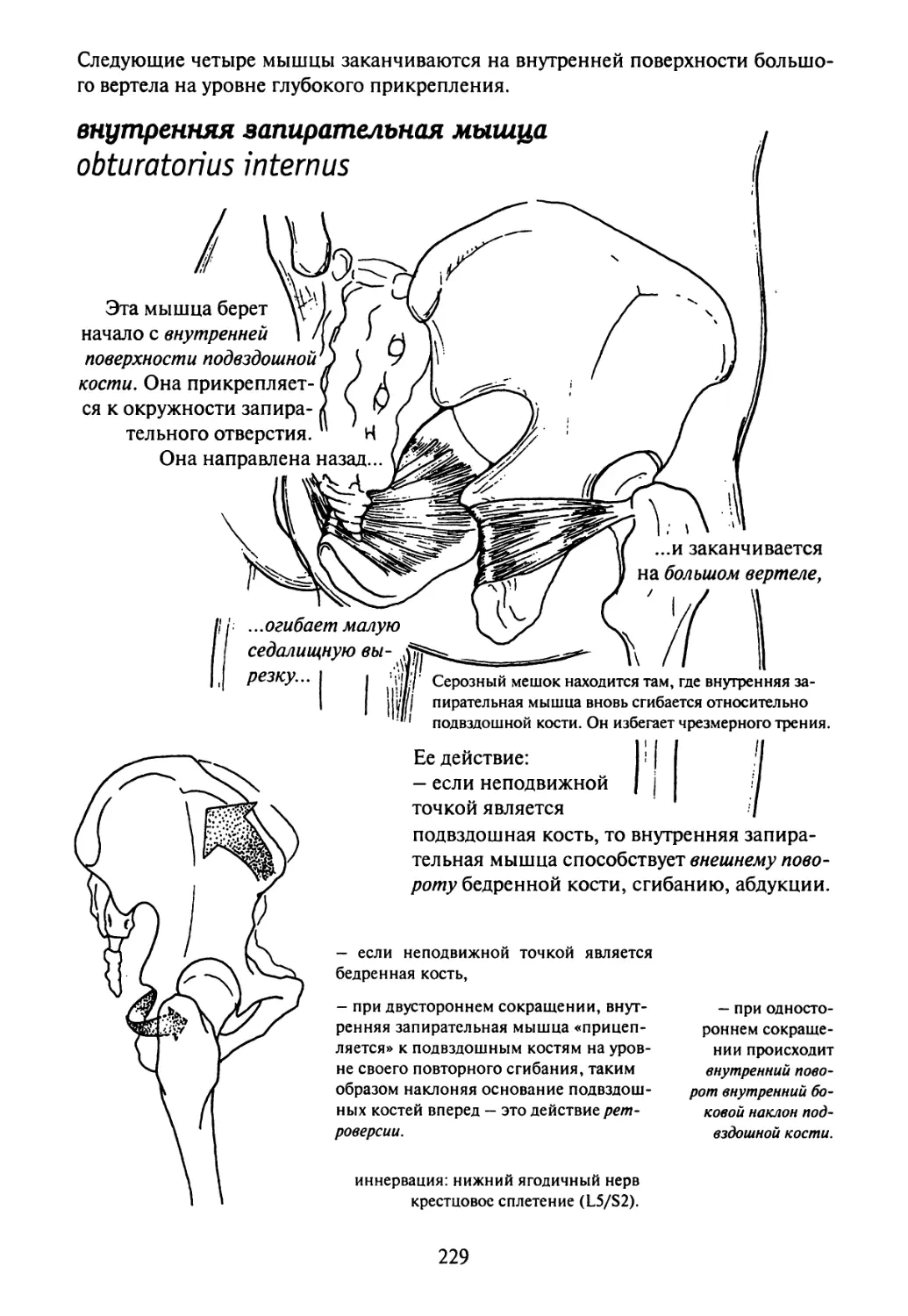 Большого вертела бедренной кости