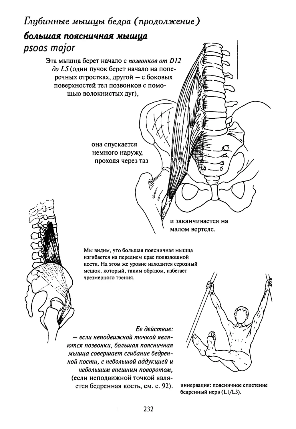 Подвздошно поясничная мышца вид спереди