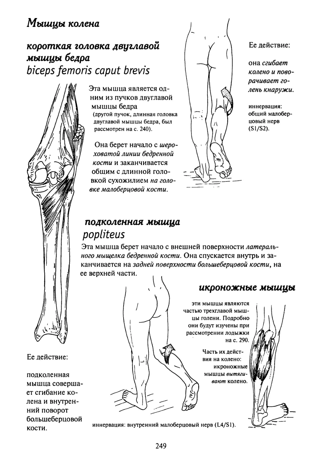 Почему немеет нога выше колена. Мышцы внешней стороны бедра. Верхне наружная поверхность средней части бедра. Мышцы сгибающие коленный сустав. Мышцы бедра и колена.