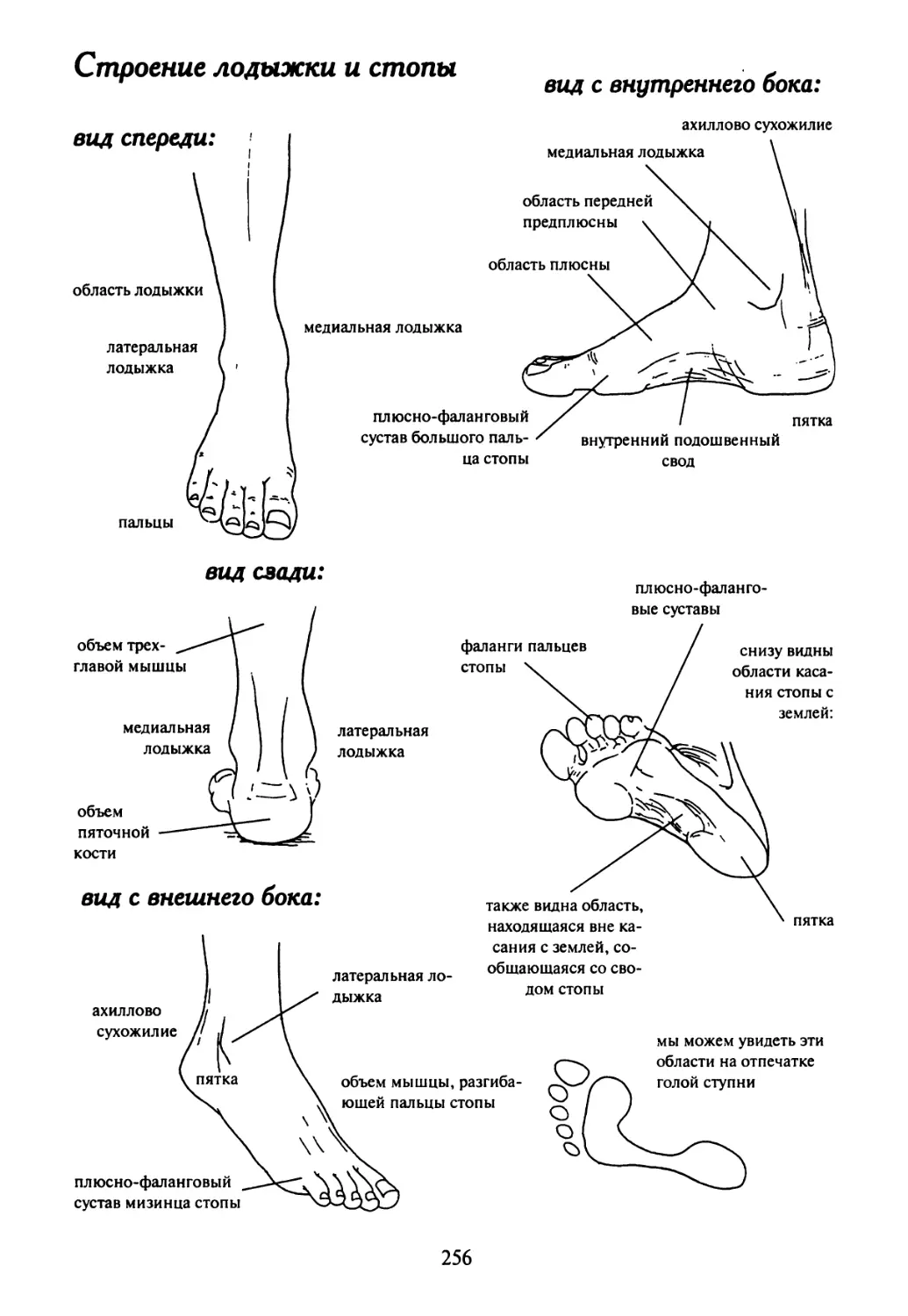 Болит стопа где подъем. Строение стопы ноги снизу. Как называются части стопы человека. Строение ноги голень голеностоп. Как называется косточка на ноге сбоку.