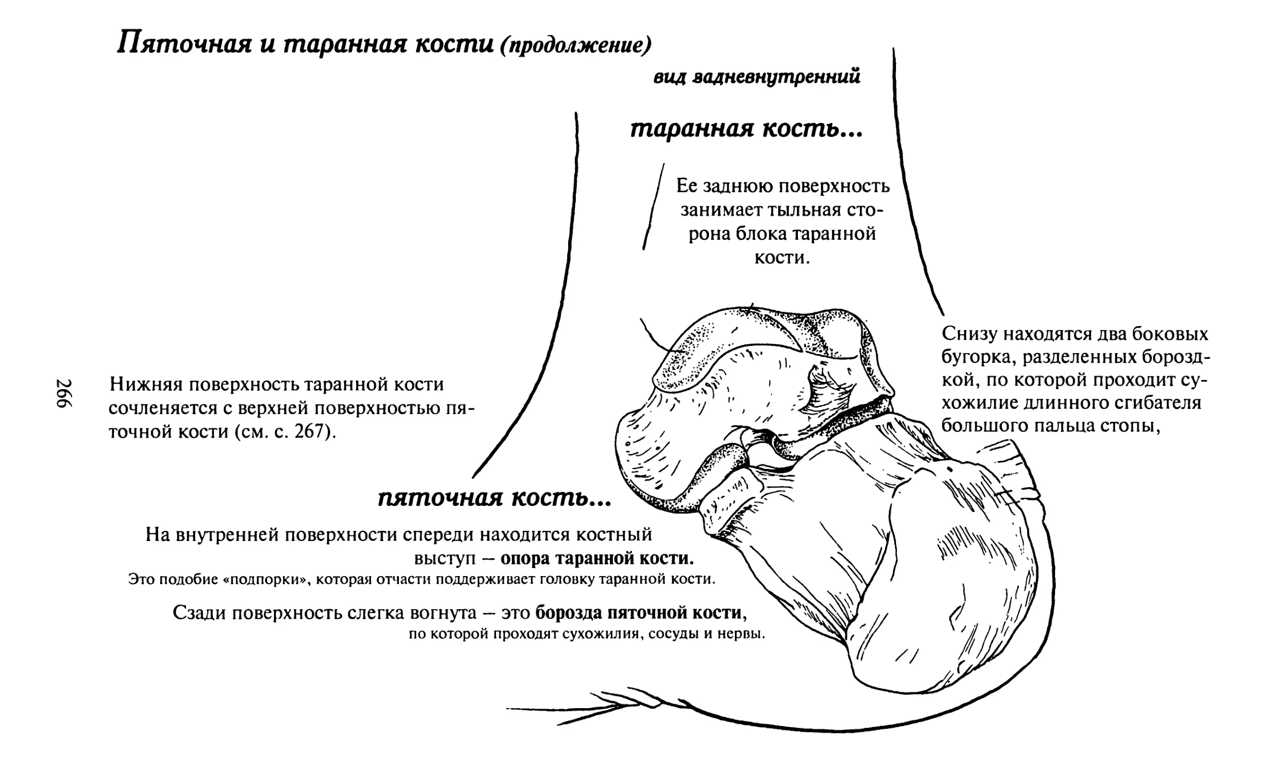 Пяточная латынь. Таранная и пяточная кости. Пяточная кость опора таранной кости. Пяточный бугор пяточной кости анатомия. Бугры таранной кости и пяточной.