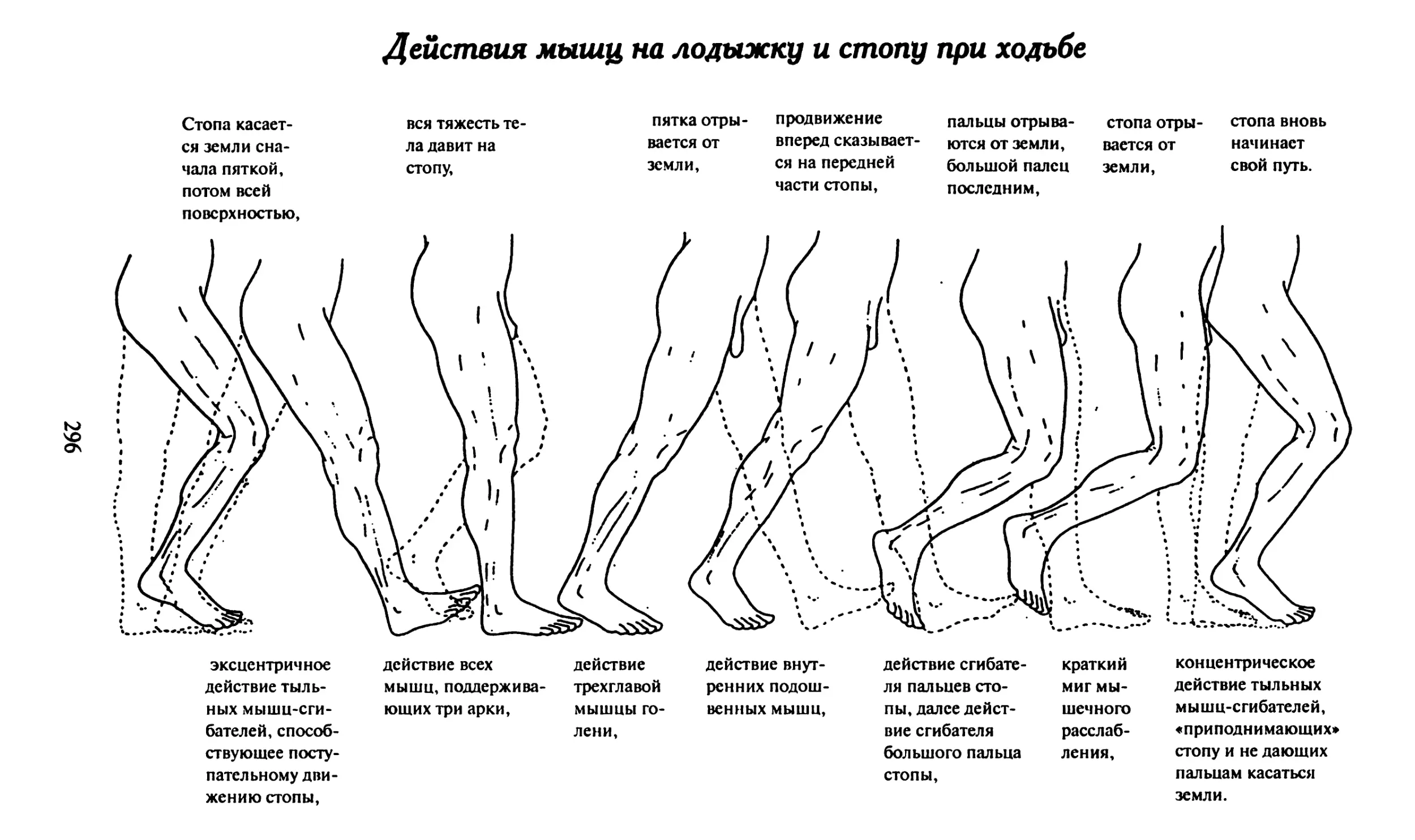 Мышцы отвечающие за положение стопы