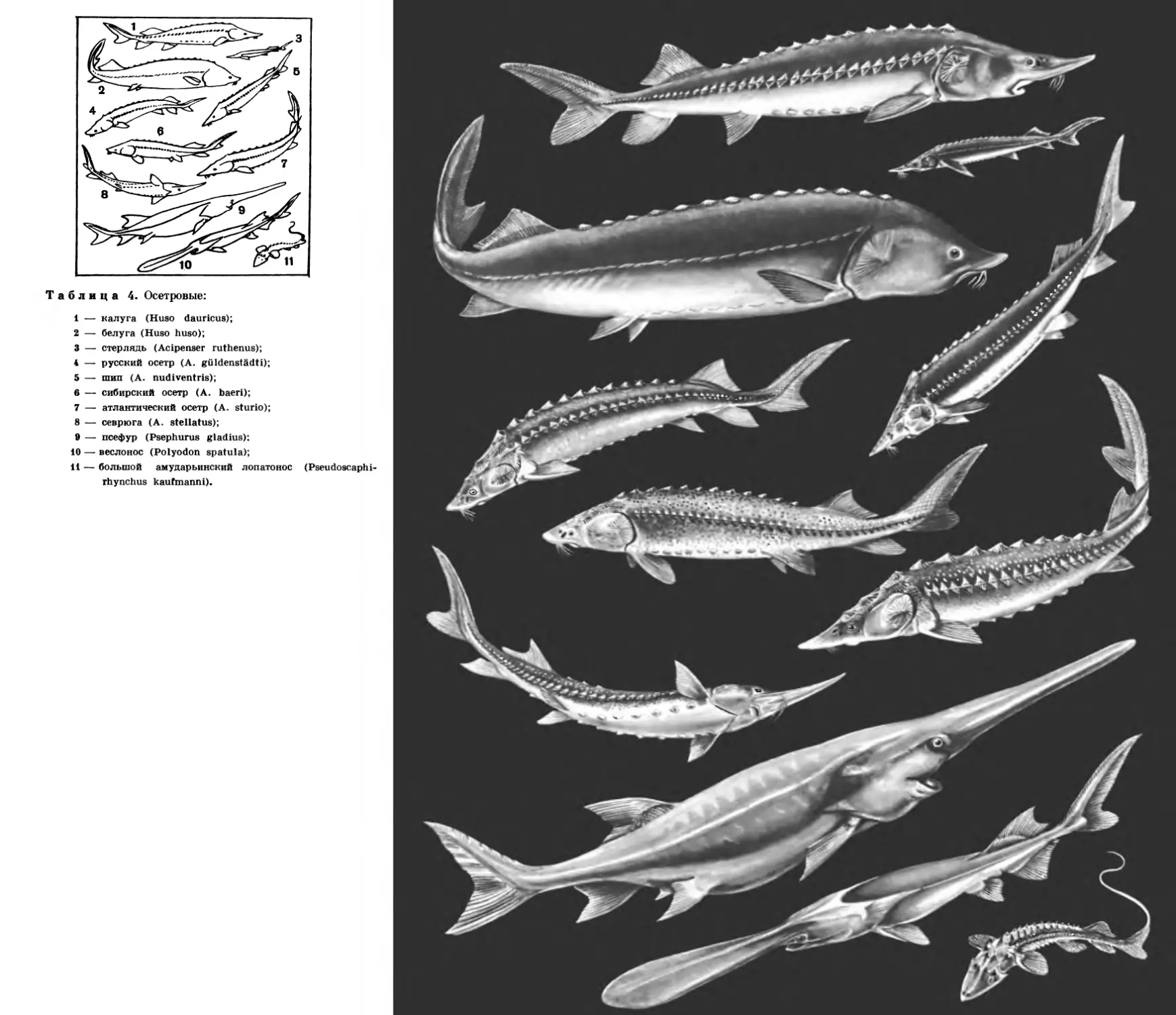 4. Осетровые
