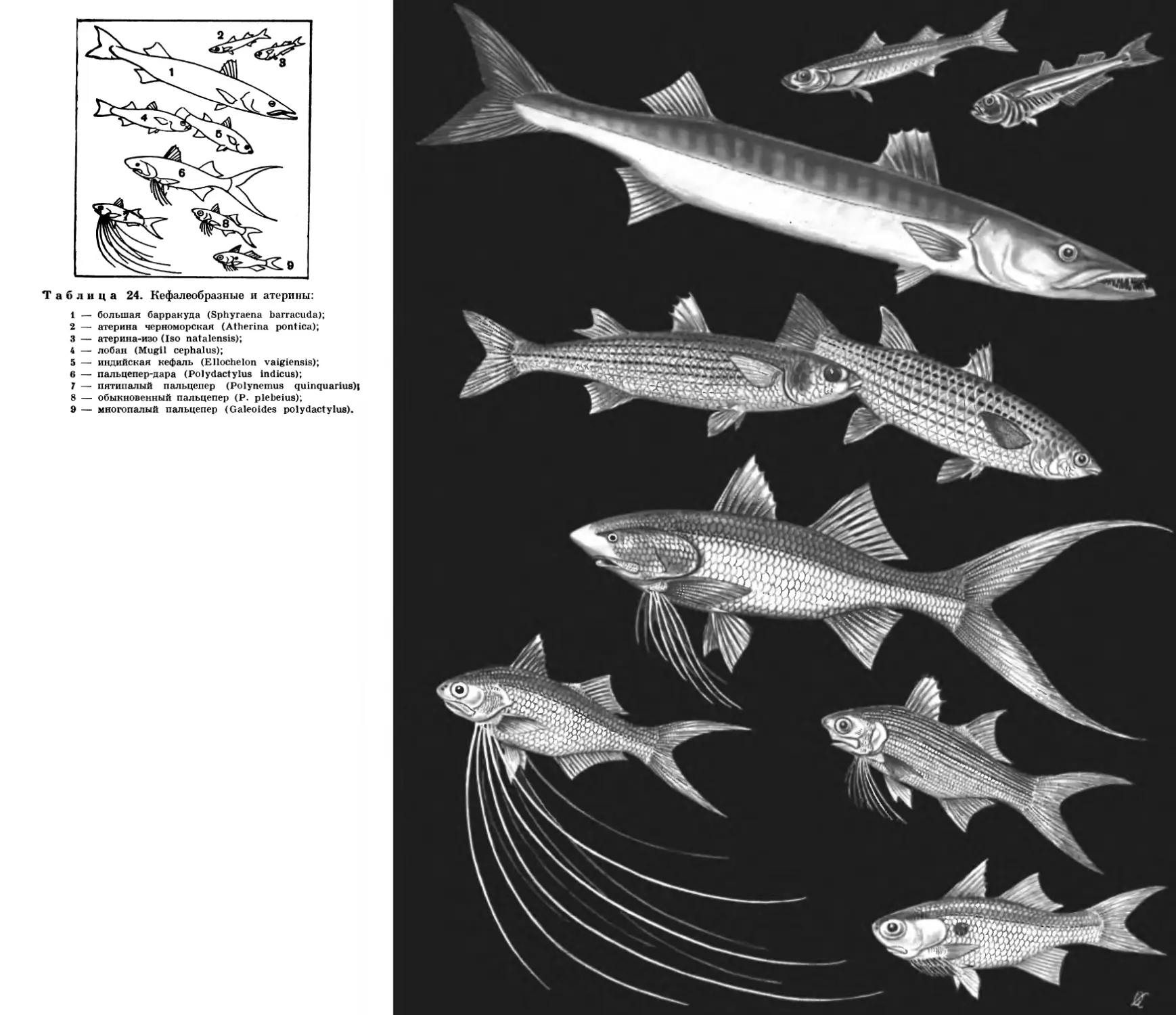 Кефаль 5 букв сканворд. Кефалеобразные mugiliformes. Семейство кефалевых рыб. Кефаль семейство. Отряд Кефалеобразные нерест.