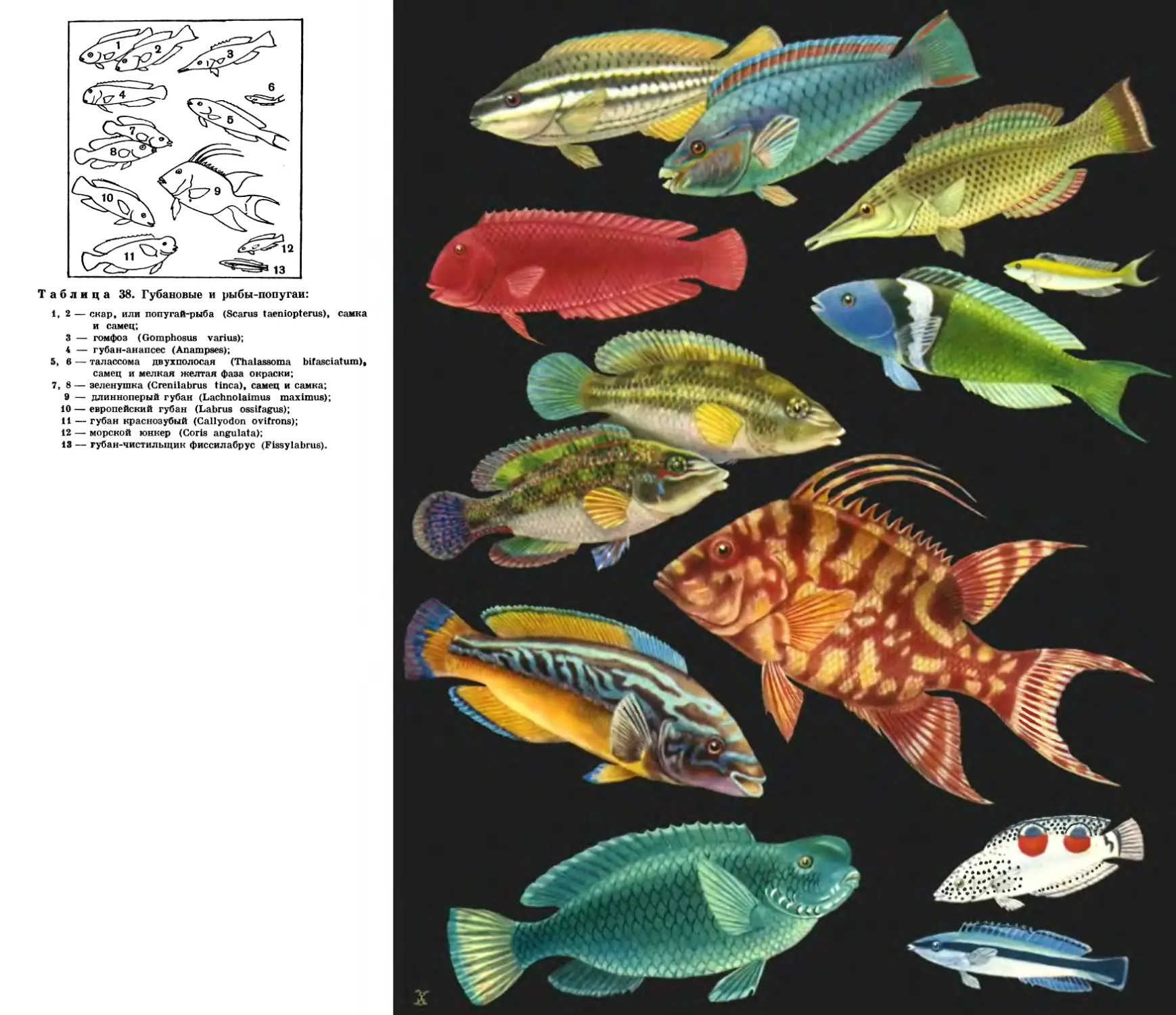 38. Губановые и рыбы-попугаи