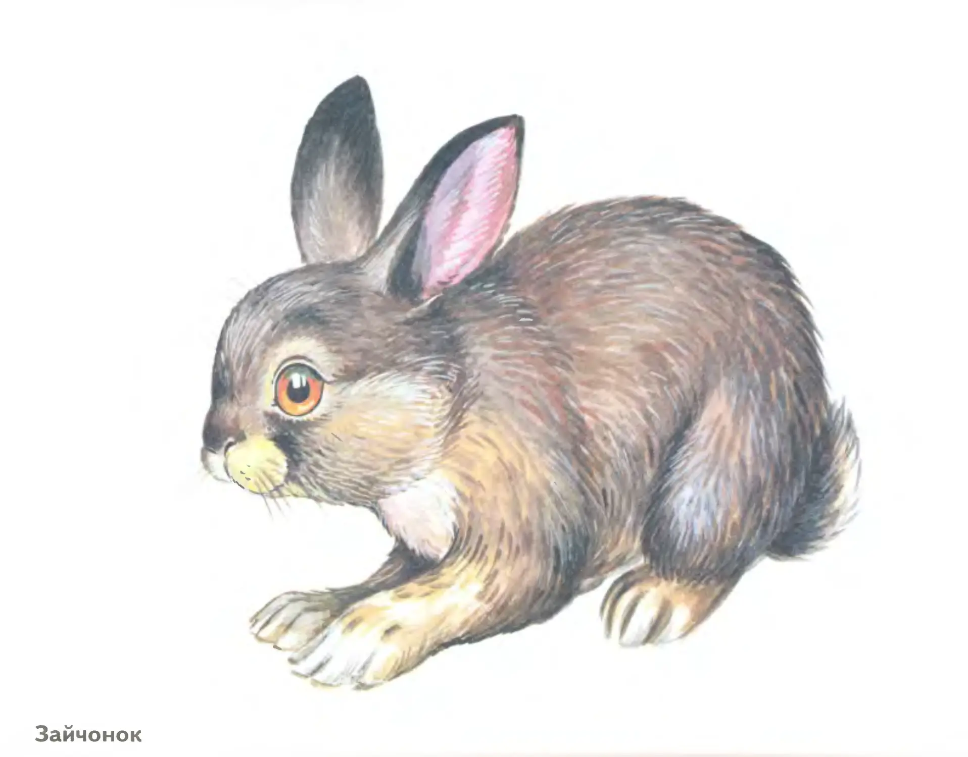 Картинка заяц для детского сада