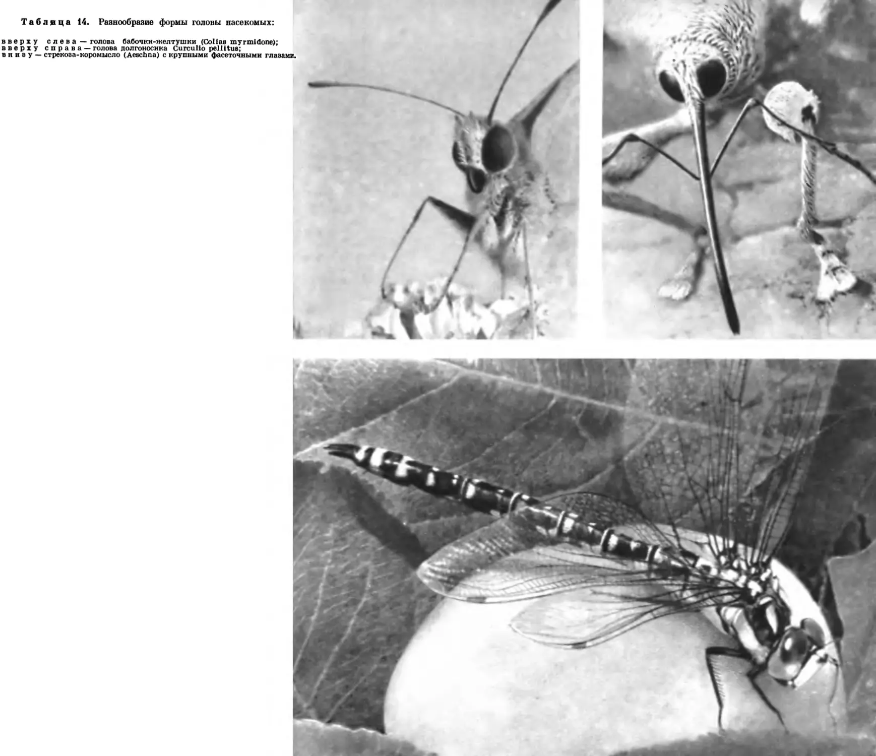 14. Разнообразие формы головы насекомых