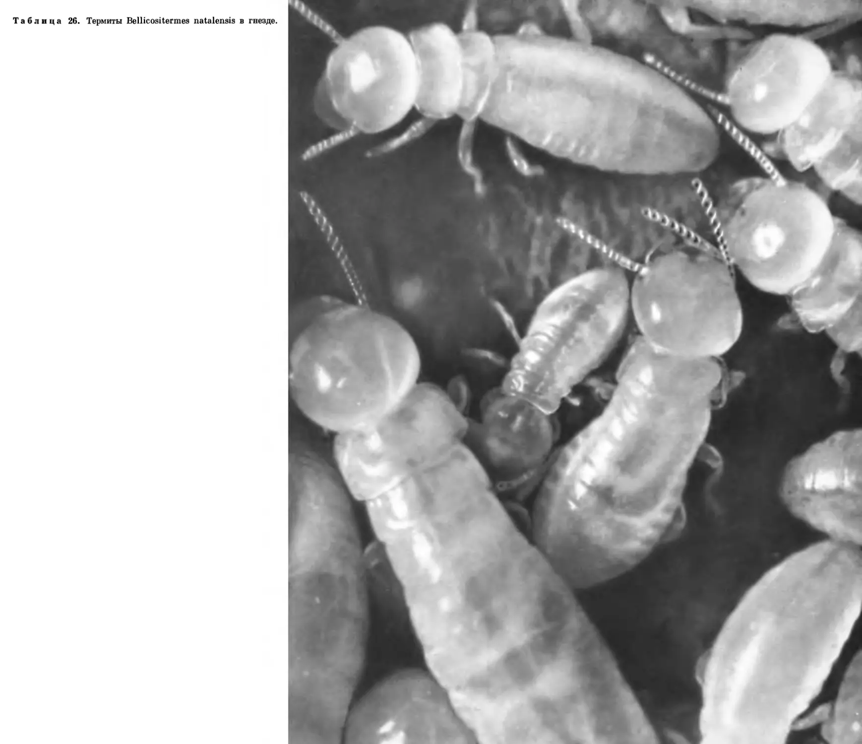 26. Термиты Bellicositermes natalensis в гнезде